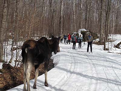 skiers with moose